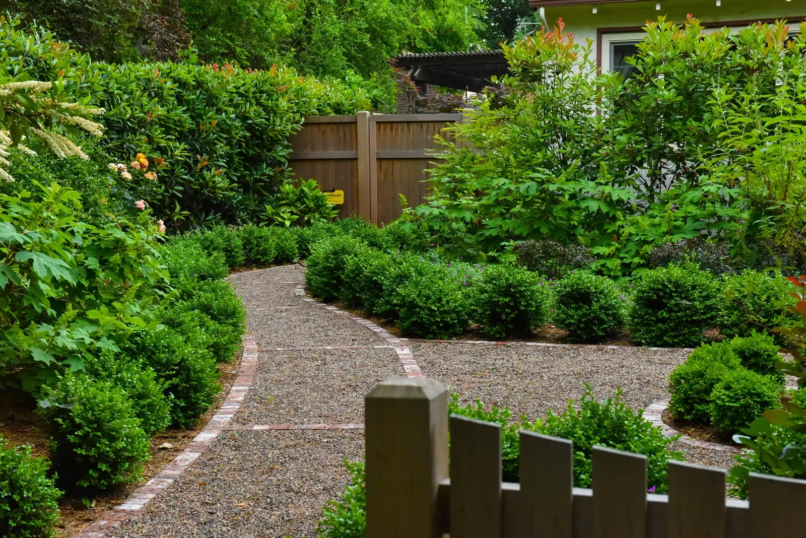 Gravel path curving between clipped boxwood and mixed planting