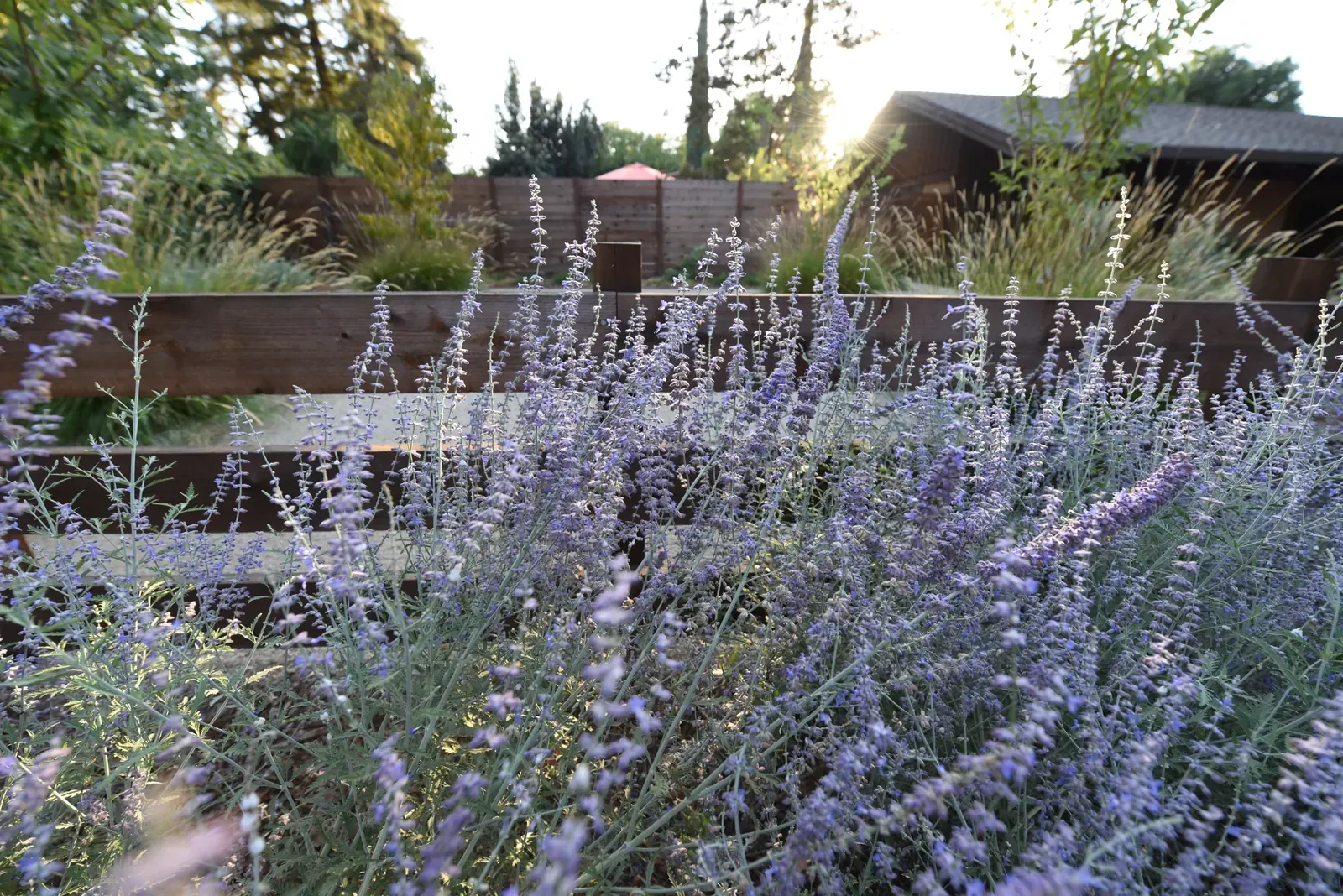 Russian sage in full flower against a horizontal timber fence