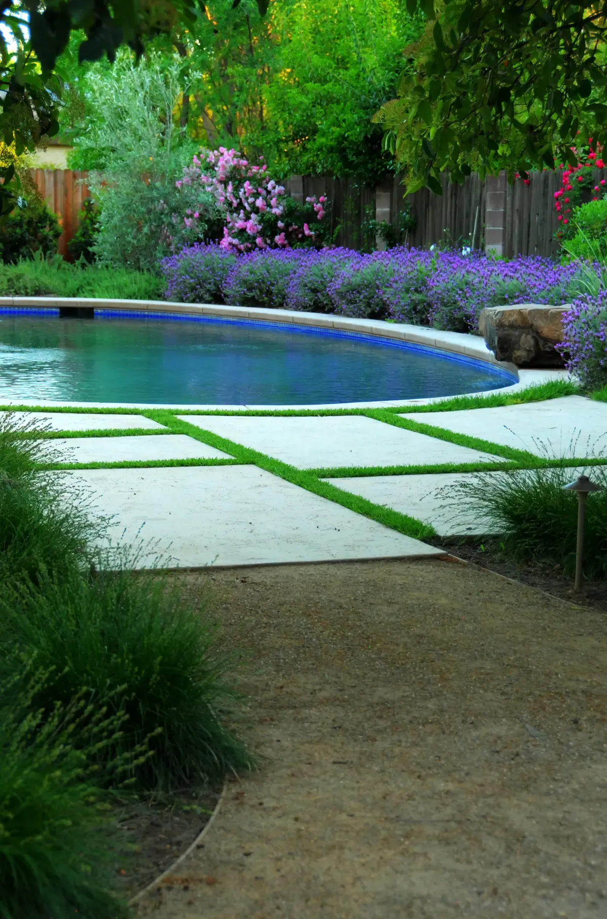 Pool and lawn seen across the paving, lavender massed at the boundary