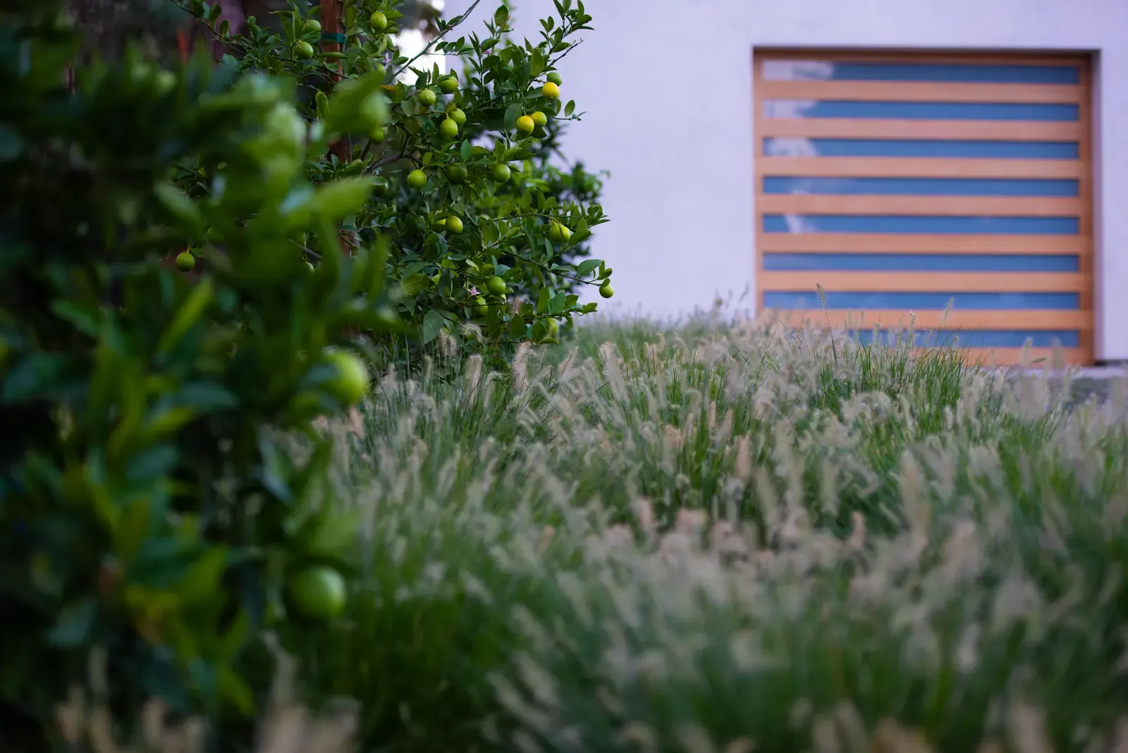 Citrus foliage against the timber screen, grasses below