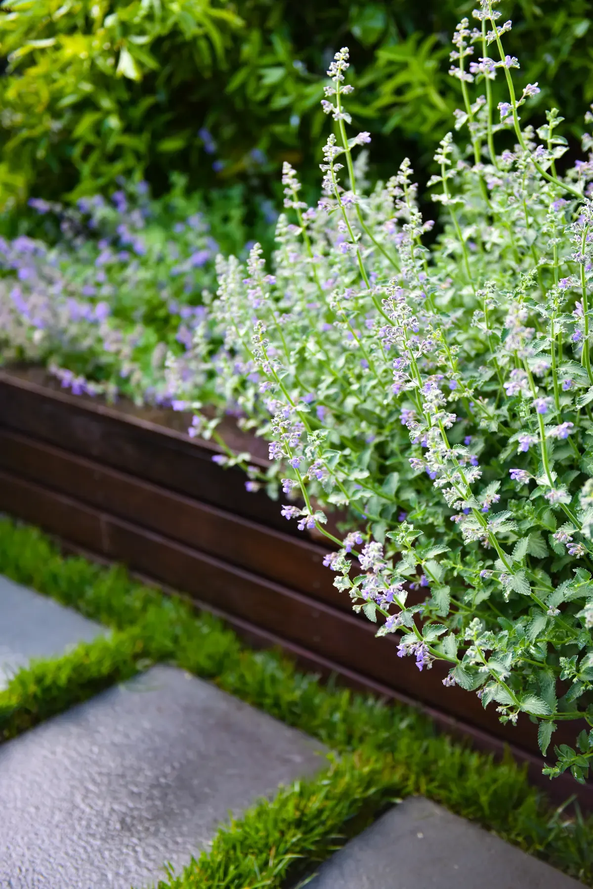 White salvia along a weathering-steel edge beside the paving