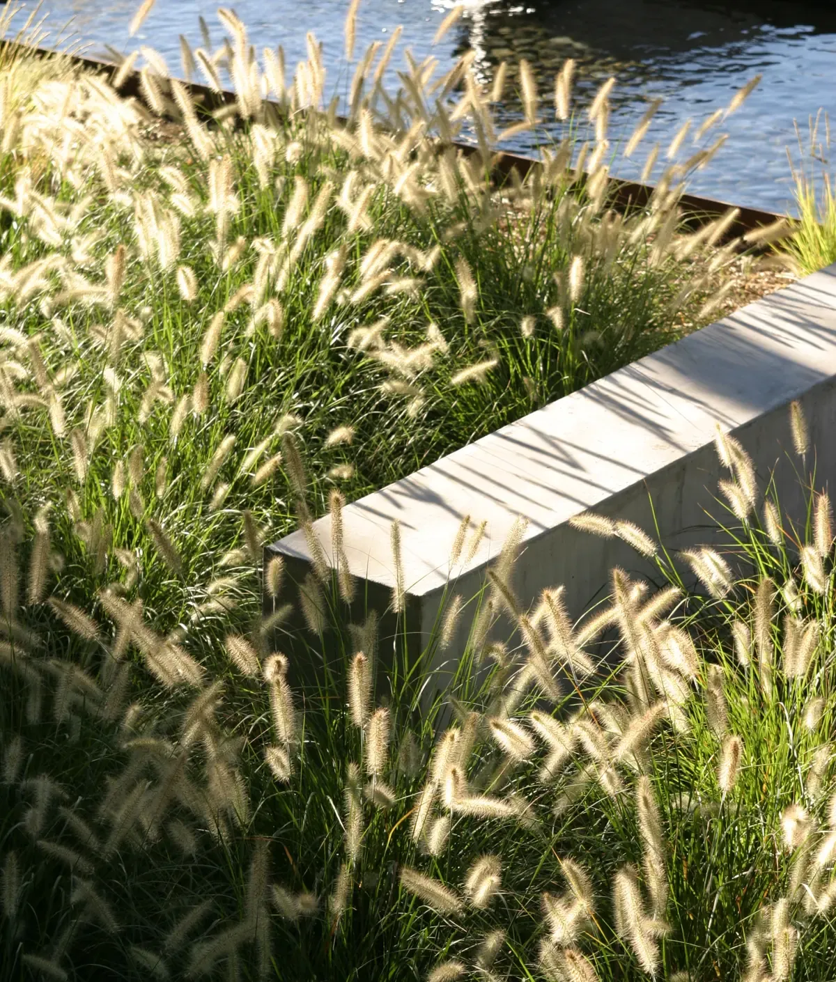 Cantilevered concrete weir set among fountain grasses