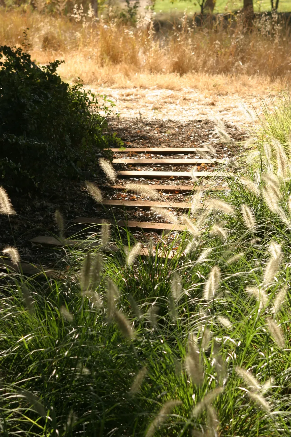 Steps descending through dry grass toward the water