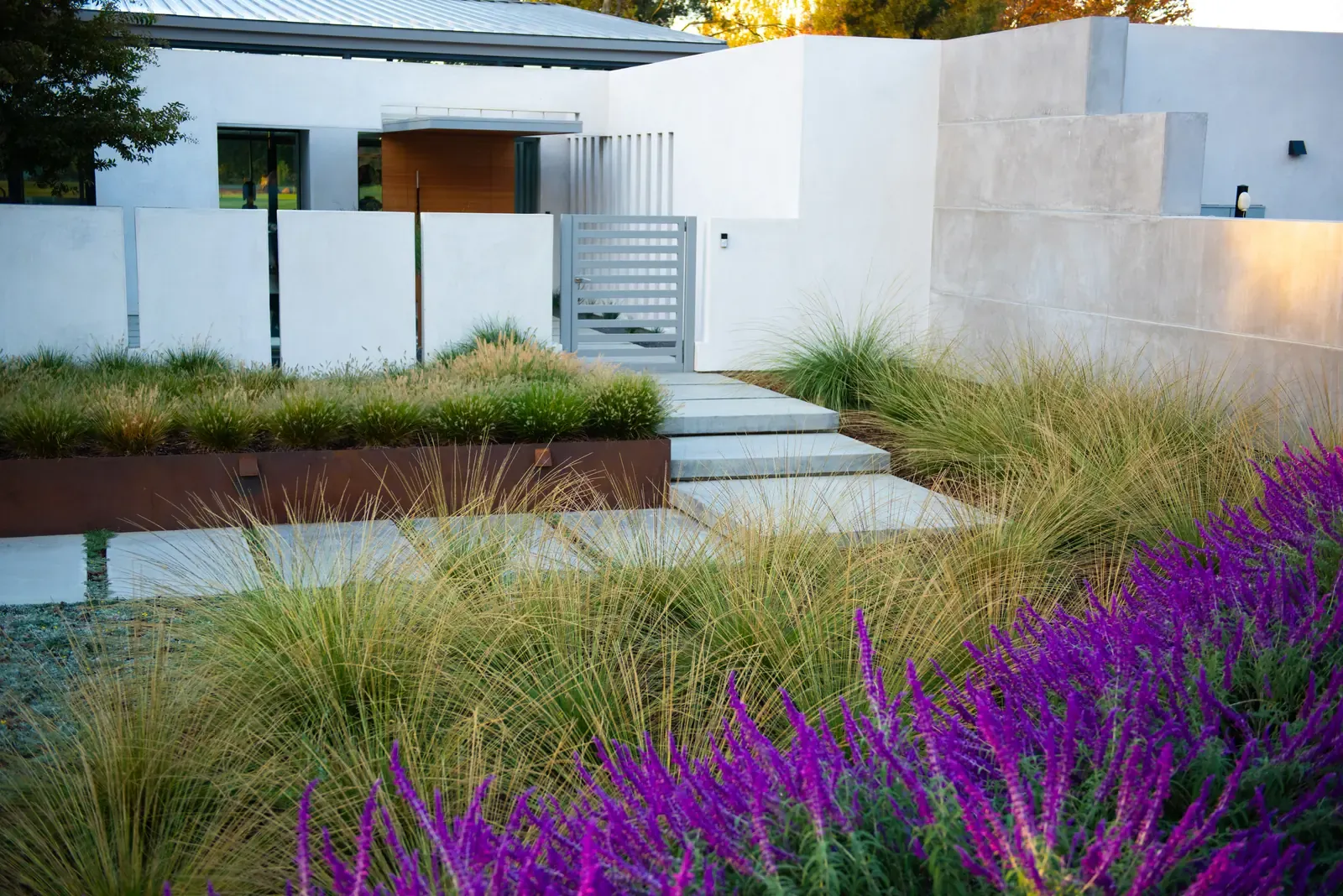 Sage and grasses along the steel planter, paving leading to the house