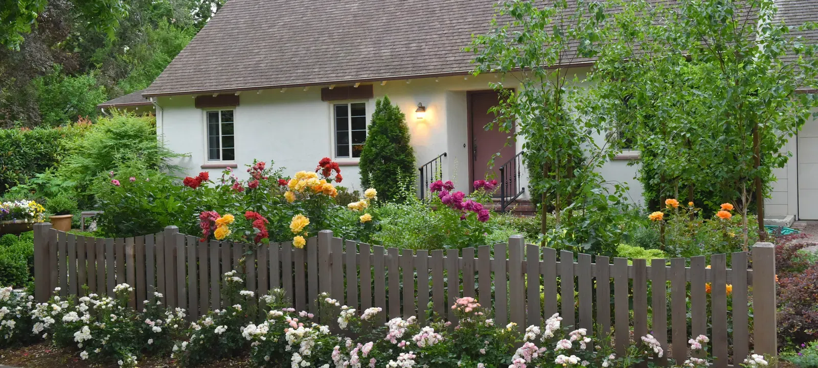 The house behind the picket fence, roses massed along it