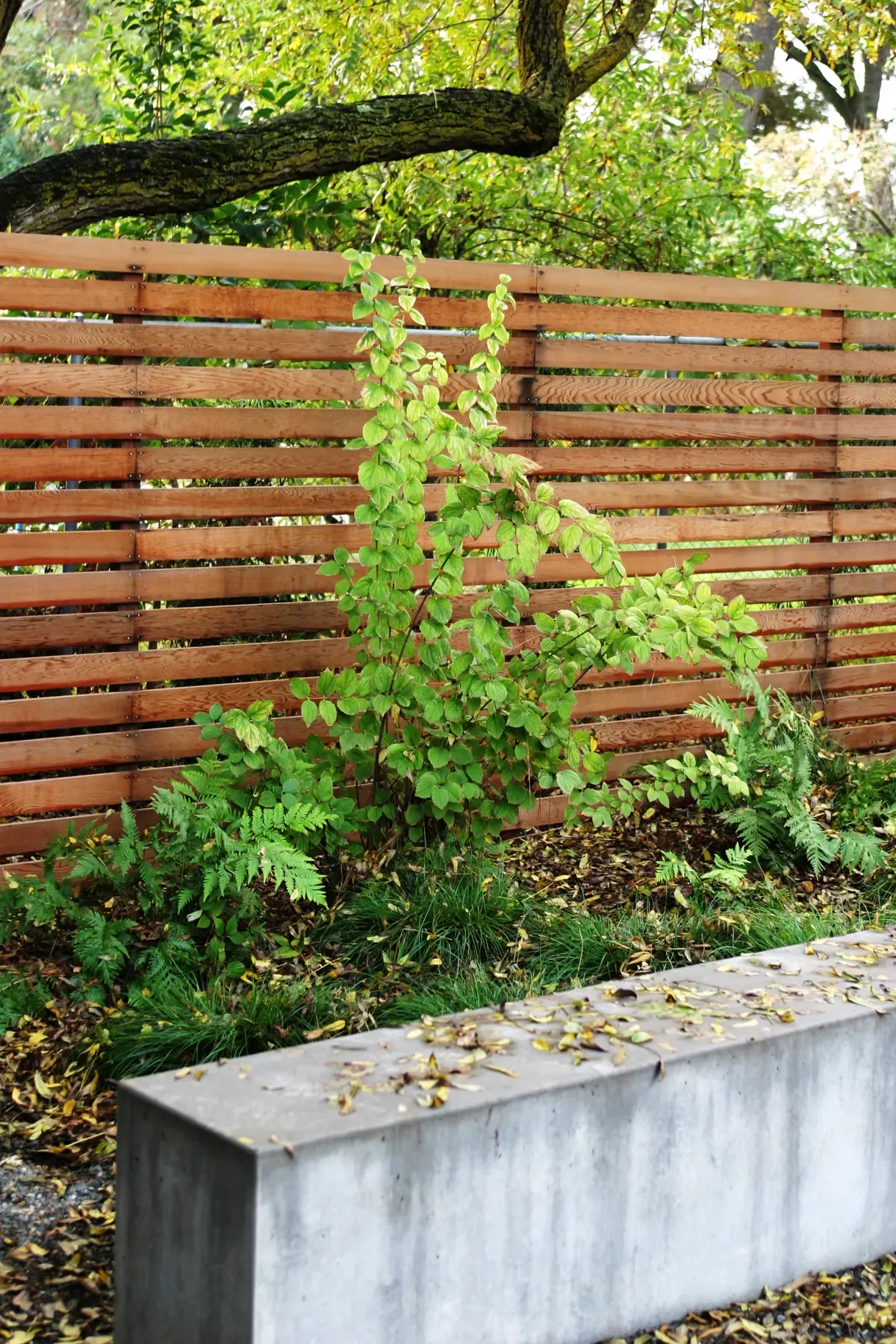 Board-formed concrete planter against a horizontal timber screen