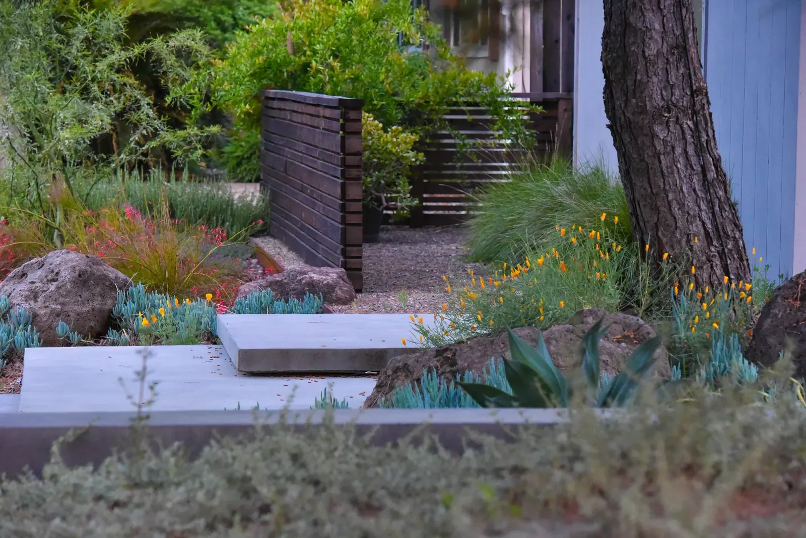 Succulents and lava rock beside the bench, pine trunk behind