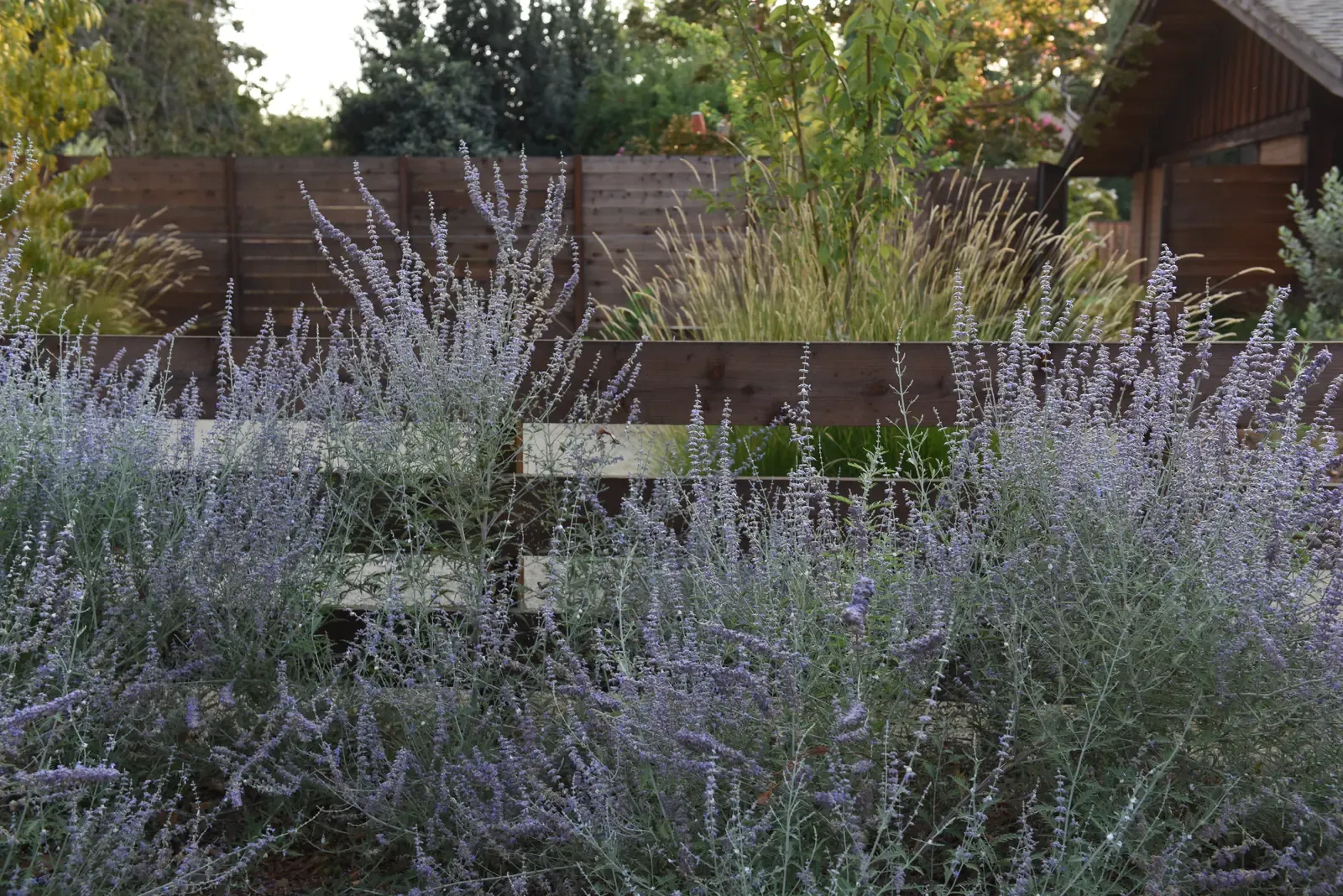 Massed Russian sage spilling over a low timber rail