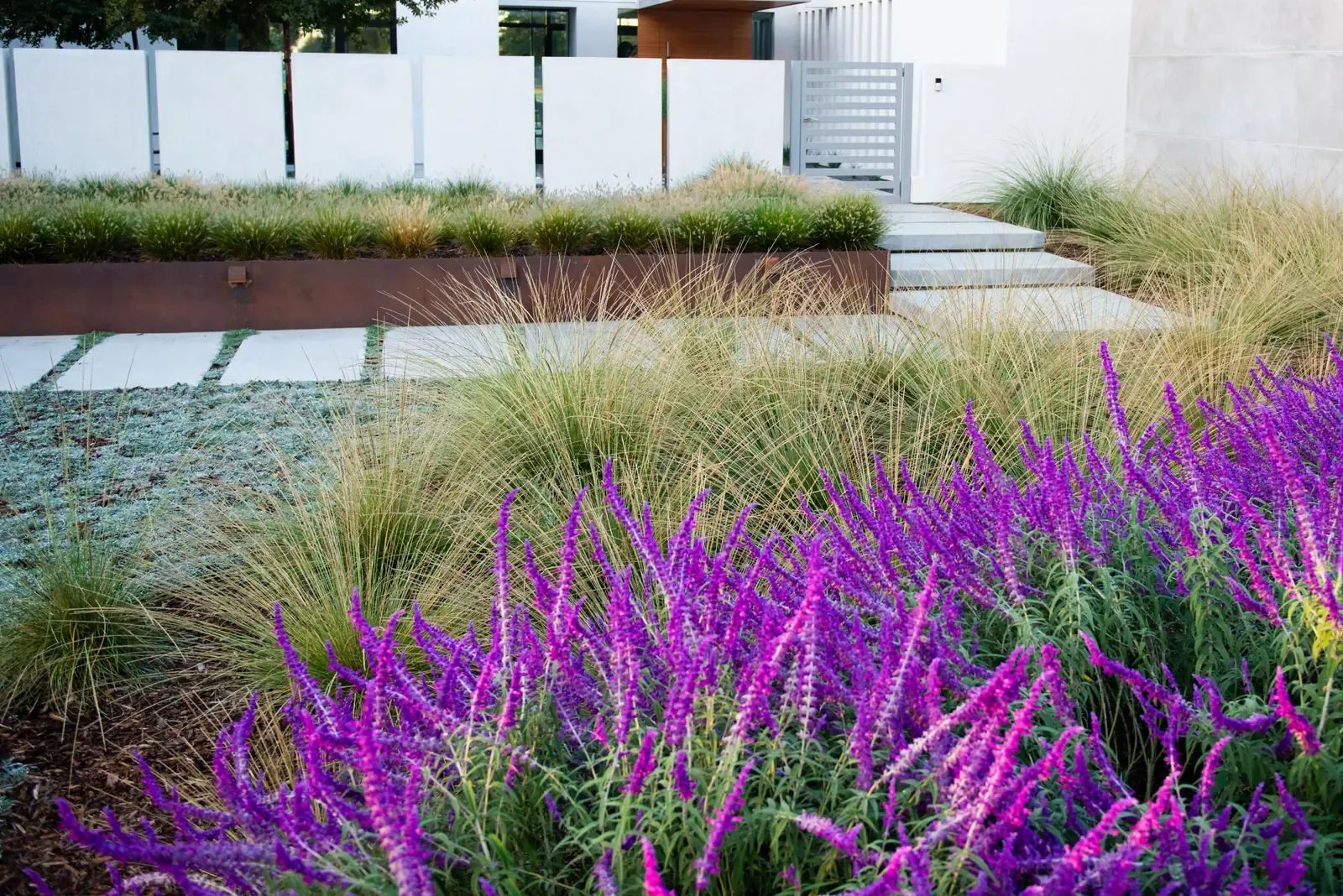 Grasses and sage massed together at the planter edge