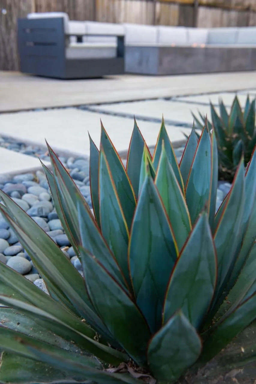 Blue-green architectural foliage with red-edged leaves