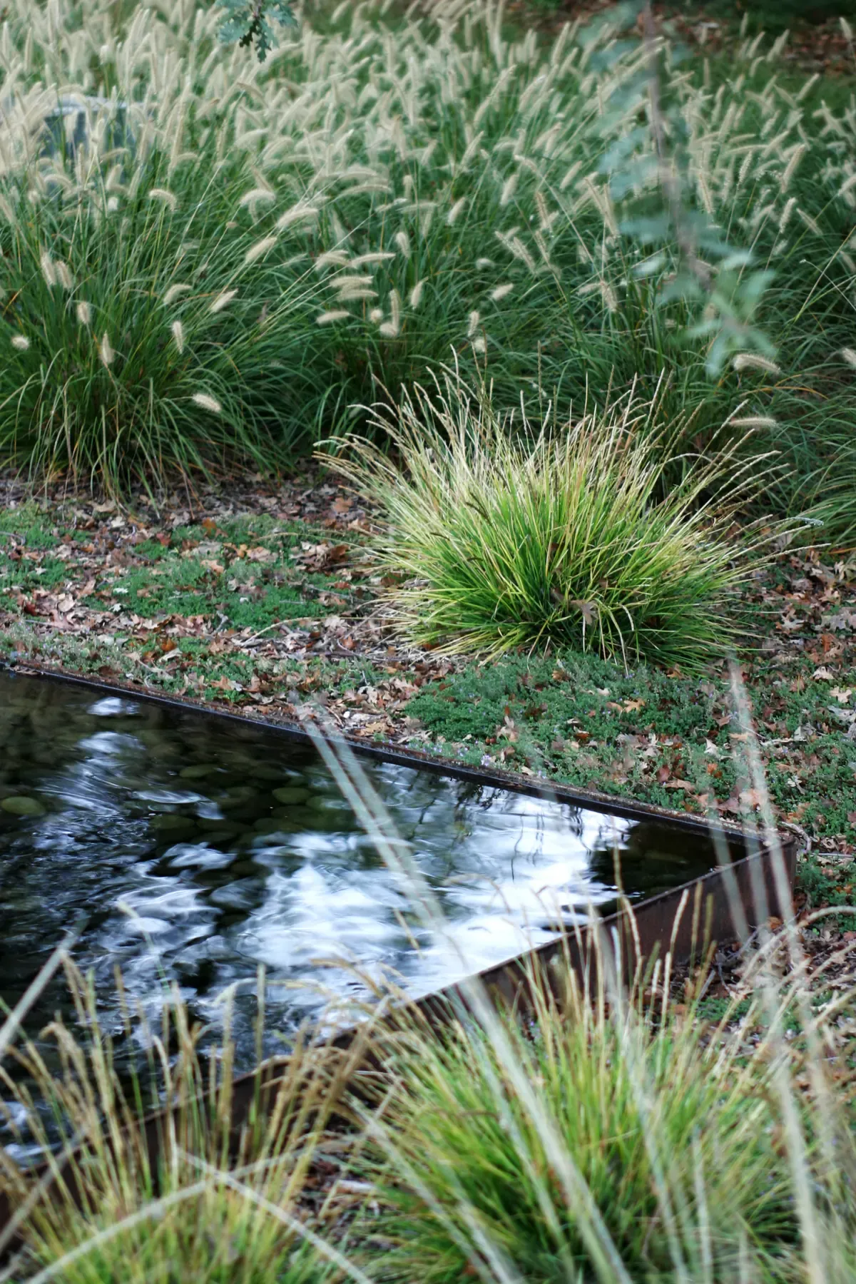 Water channel threading between clumps of grasses