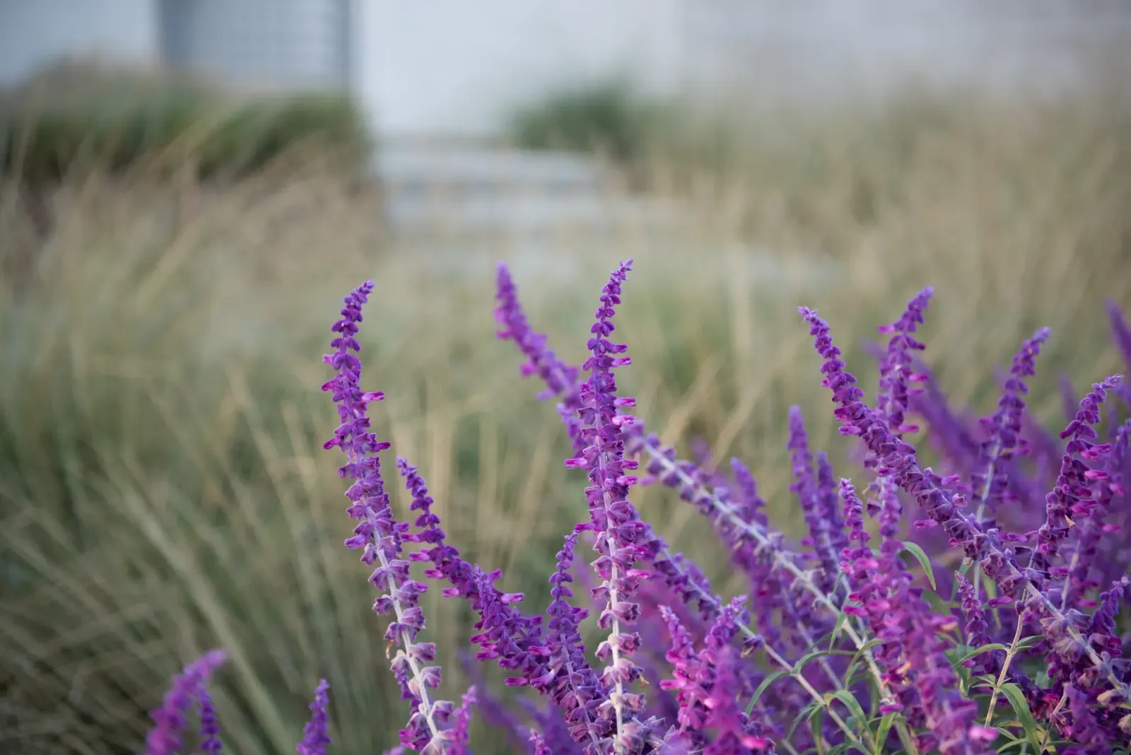 Close view of sage flower spikes among the grasses
