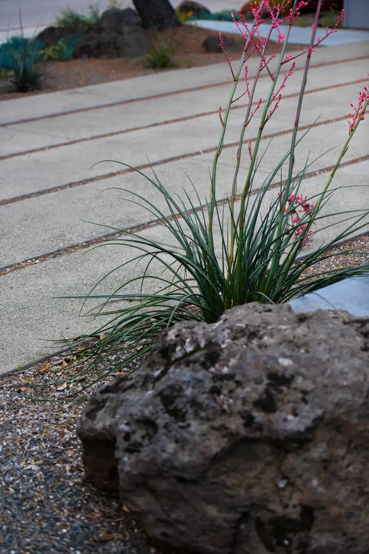 Red yucca in flower above a lava boulder set in the paving