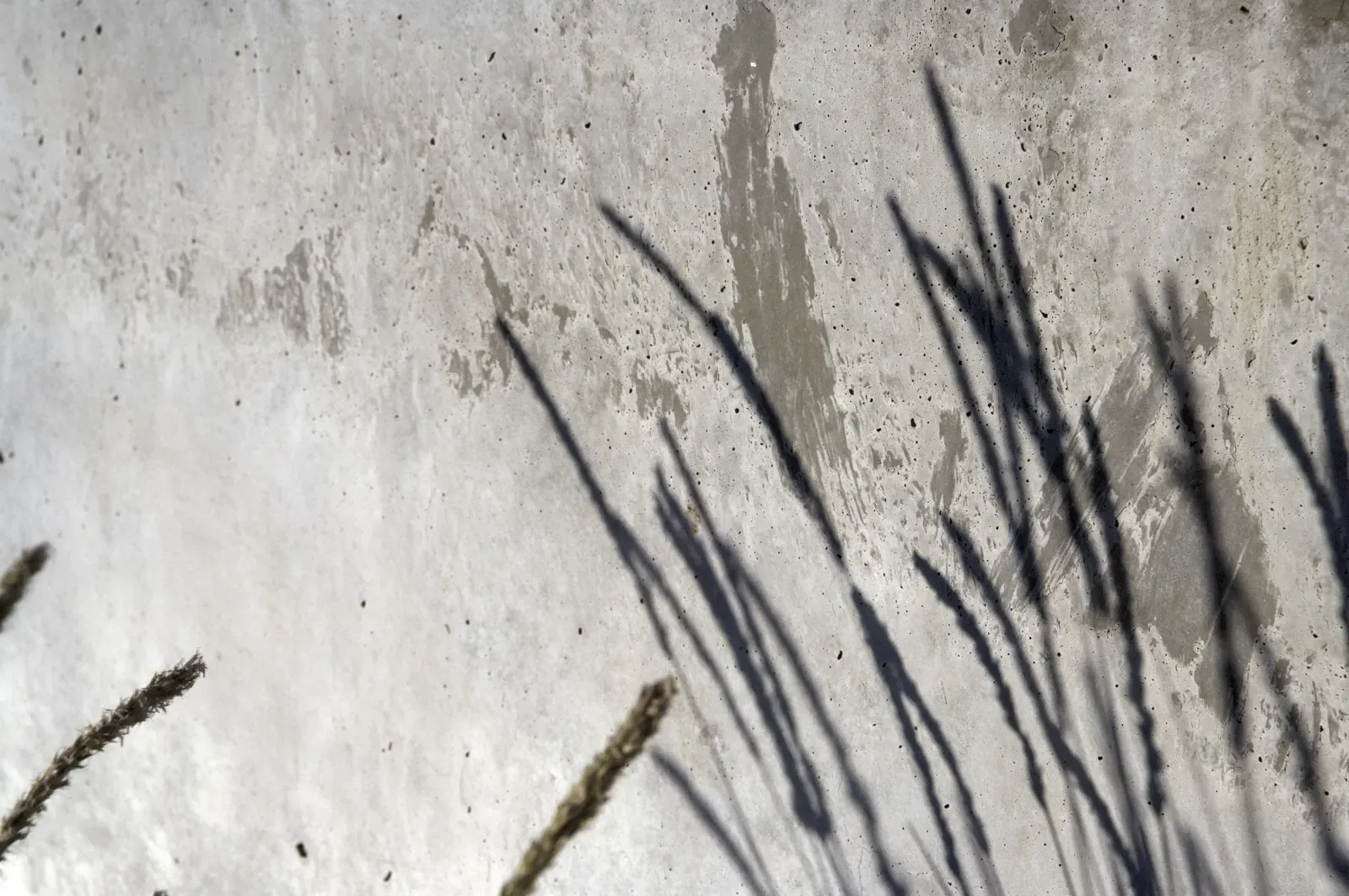 Grass shadows falling across a board-formed concrete wall