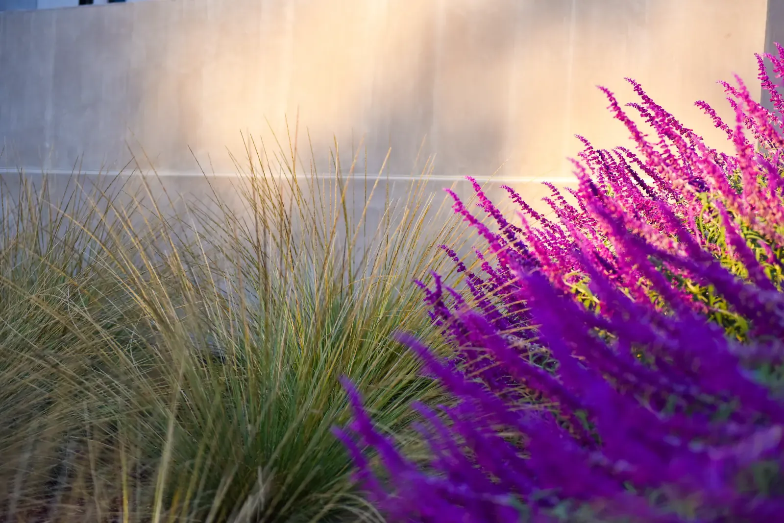 Sage and grasses lit against a white wall