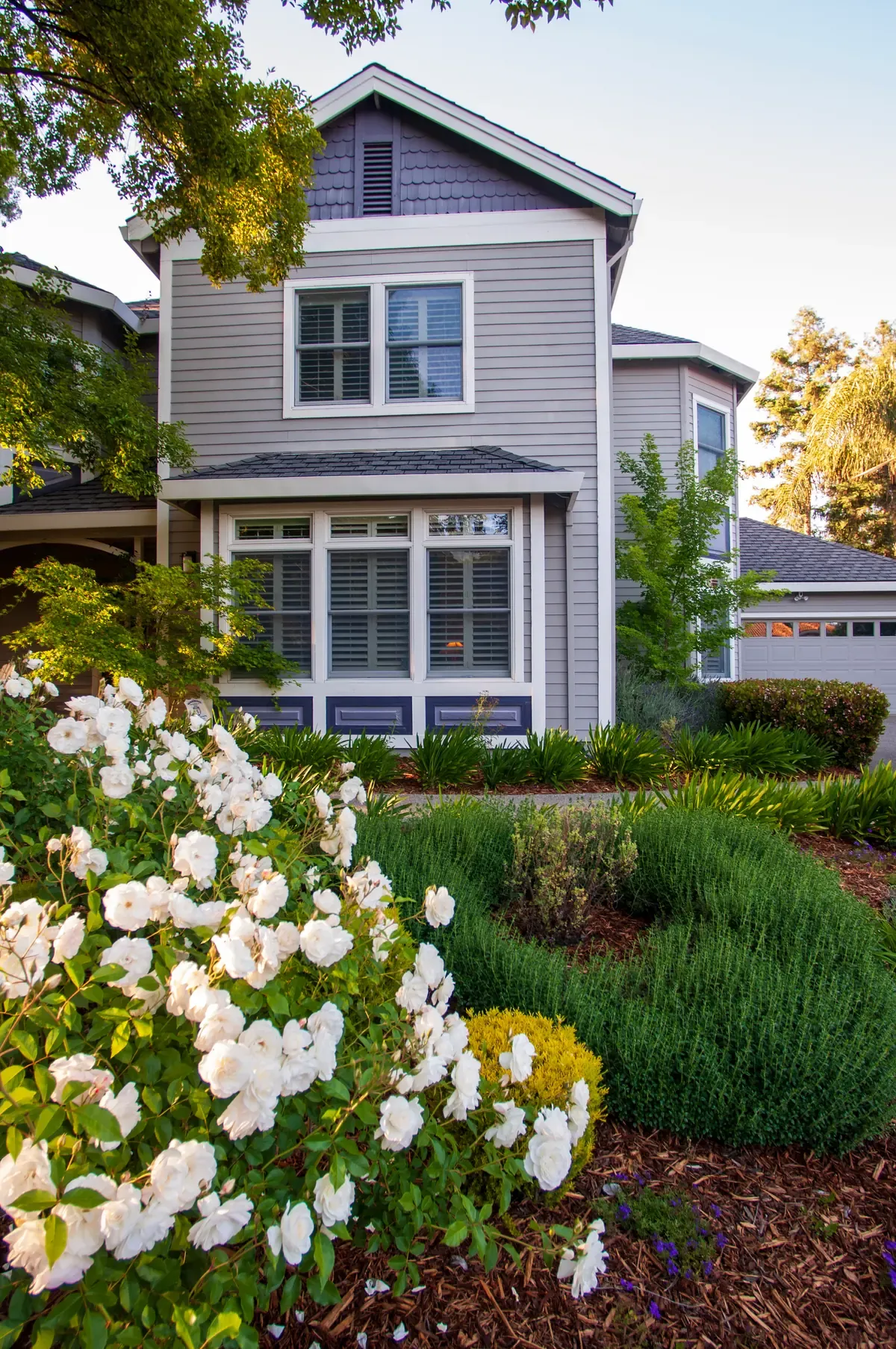 White roses and lavender against the house frontage