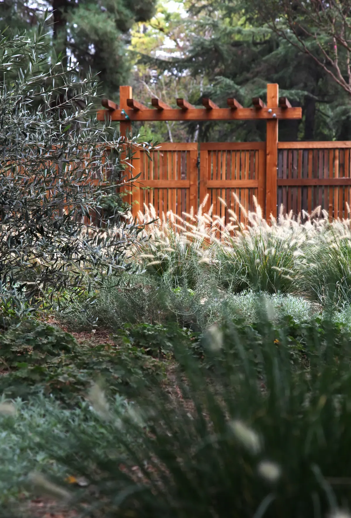 Grasses and silver planting against the timber fence