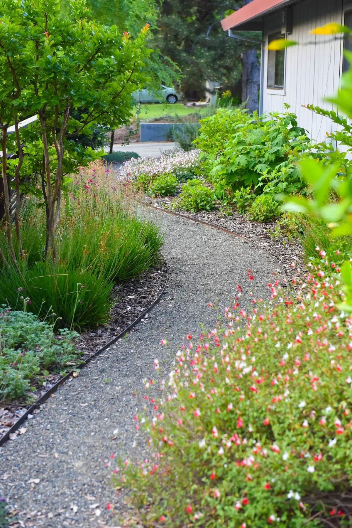 Gravel path curving between mixed planting