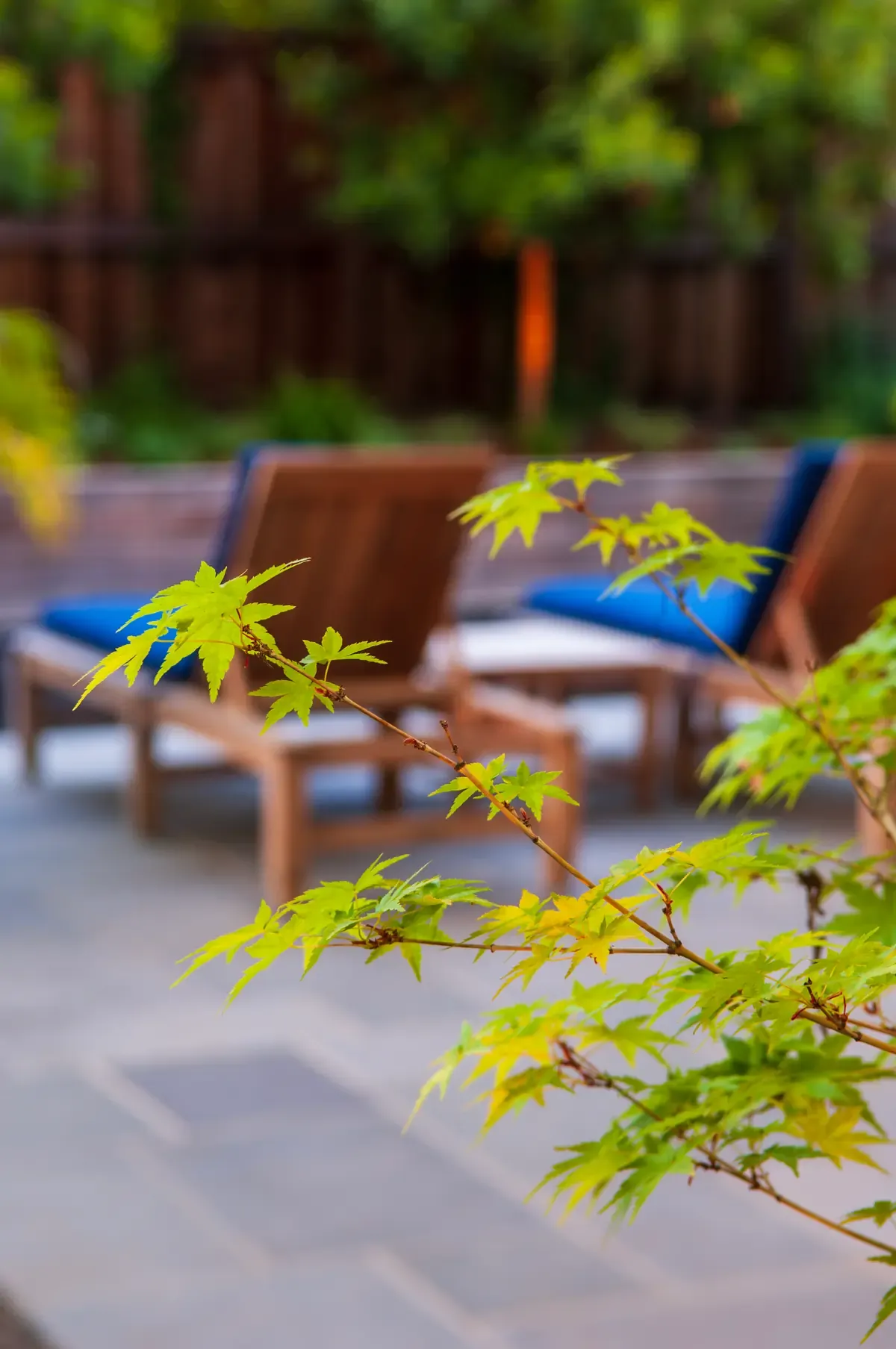 Lounge chairs on the bluestone, maple foliage in the foreground