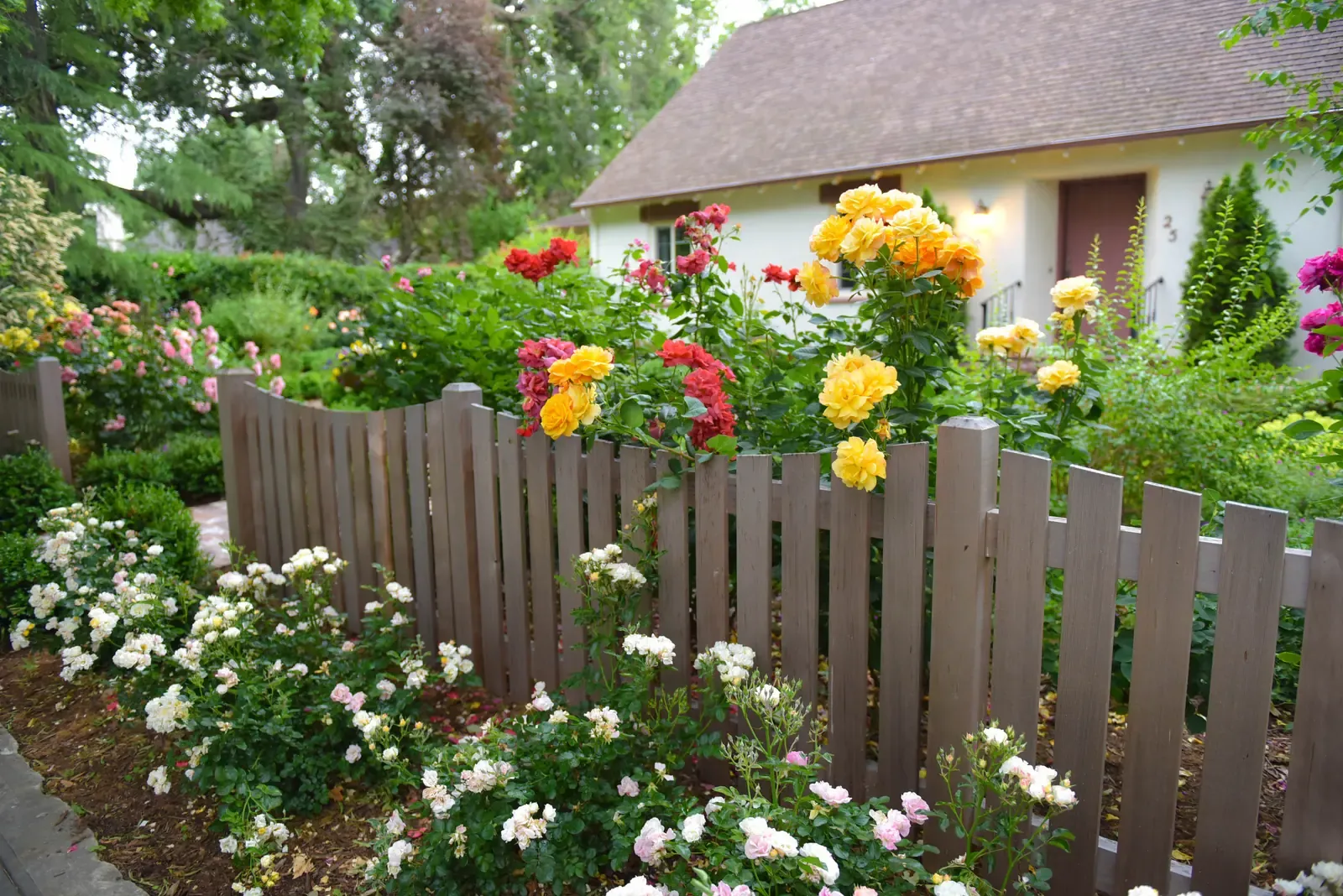 Yellow and red roses crowding the picket fence