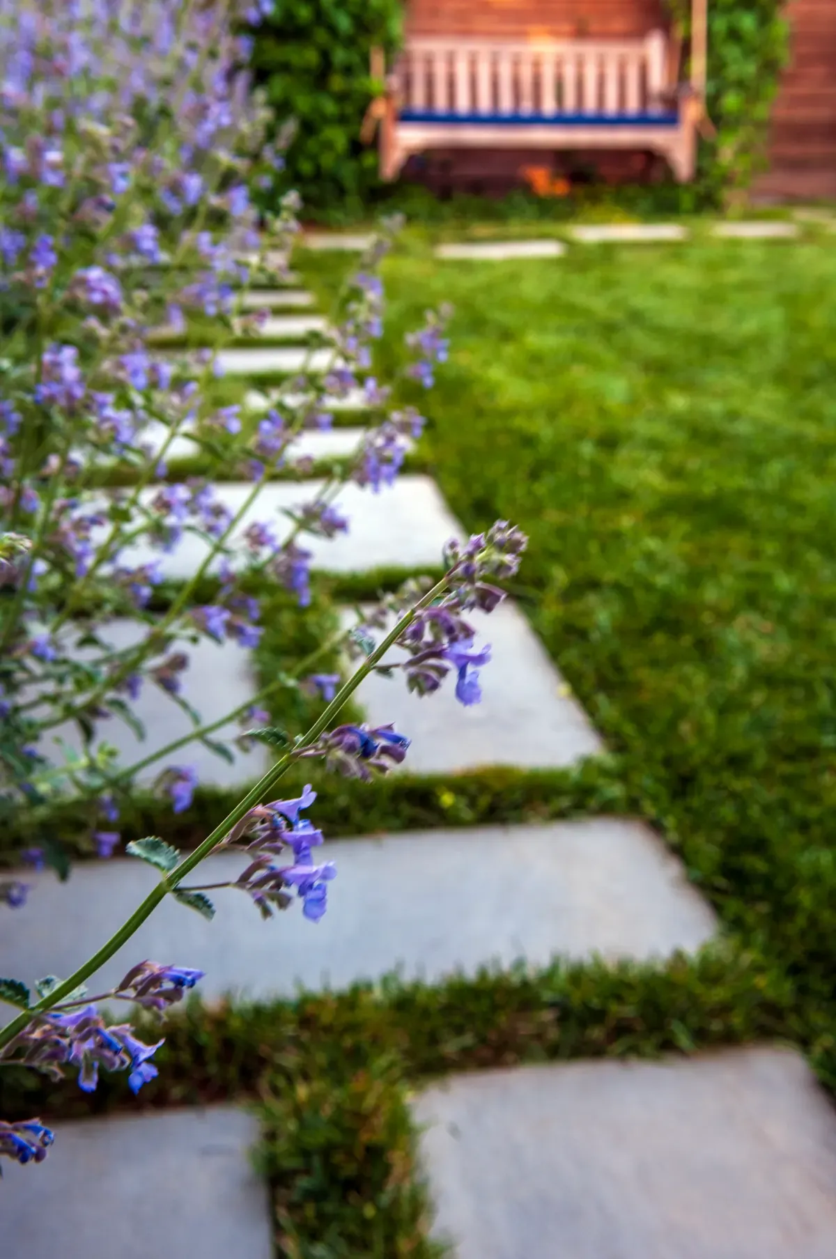 Stepping stones through lawn past flowering salvia, bench beyond
