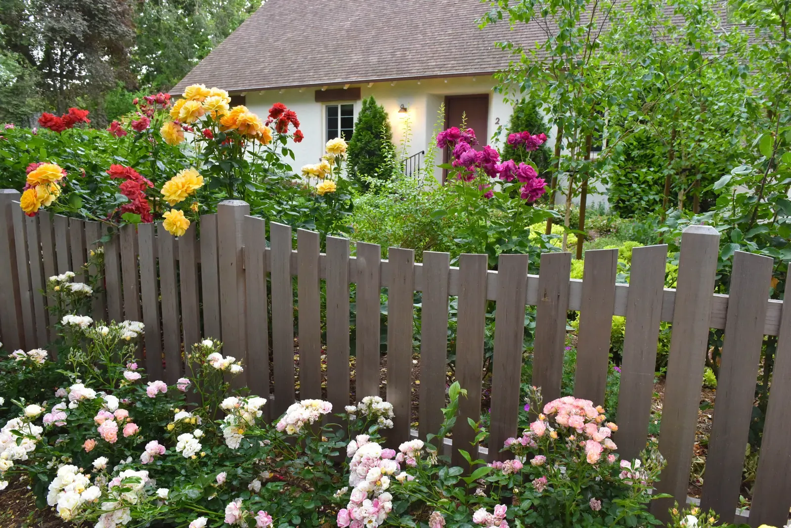 Roses in full flower along the fence, garden and house behind