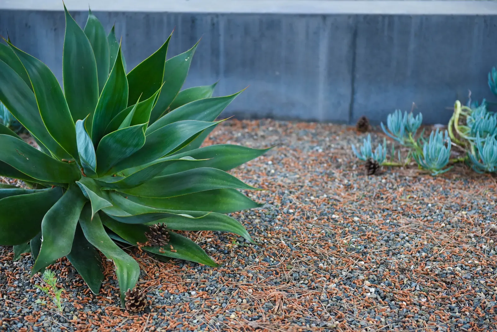 Agave against a board-formed concrete wall, succulents in gravel