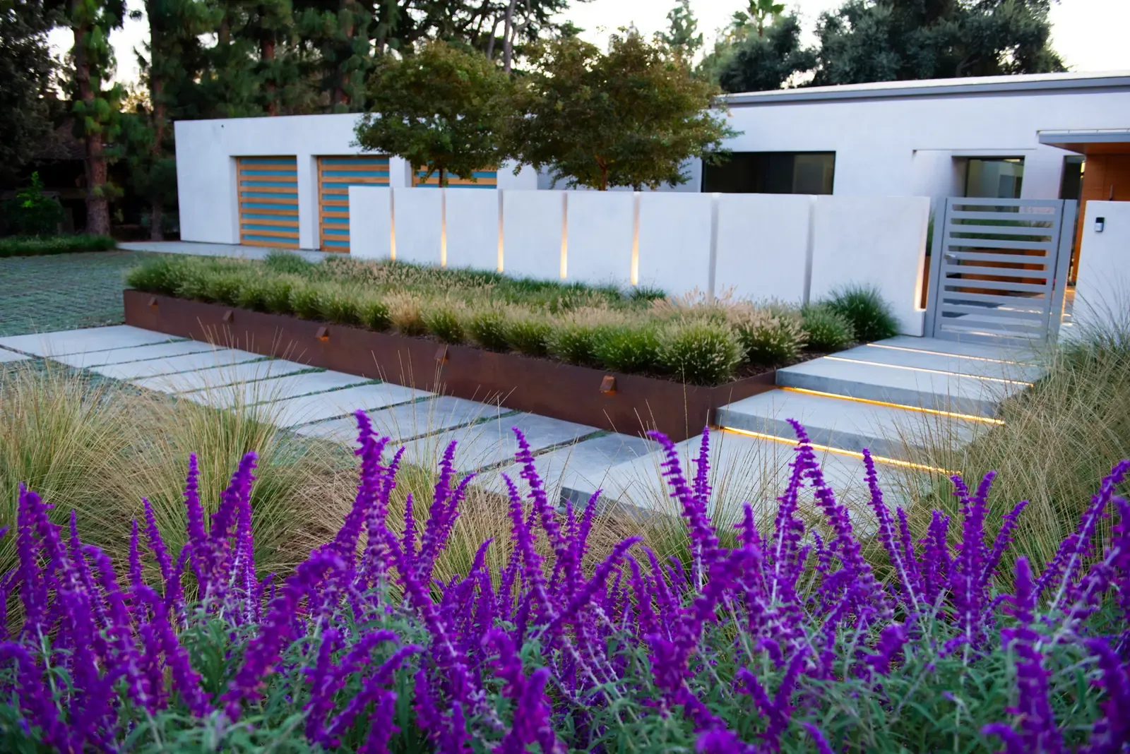 Sage in flower with the house and entry beyond