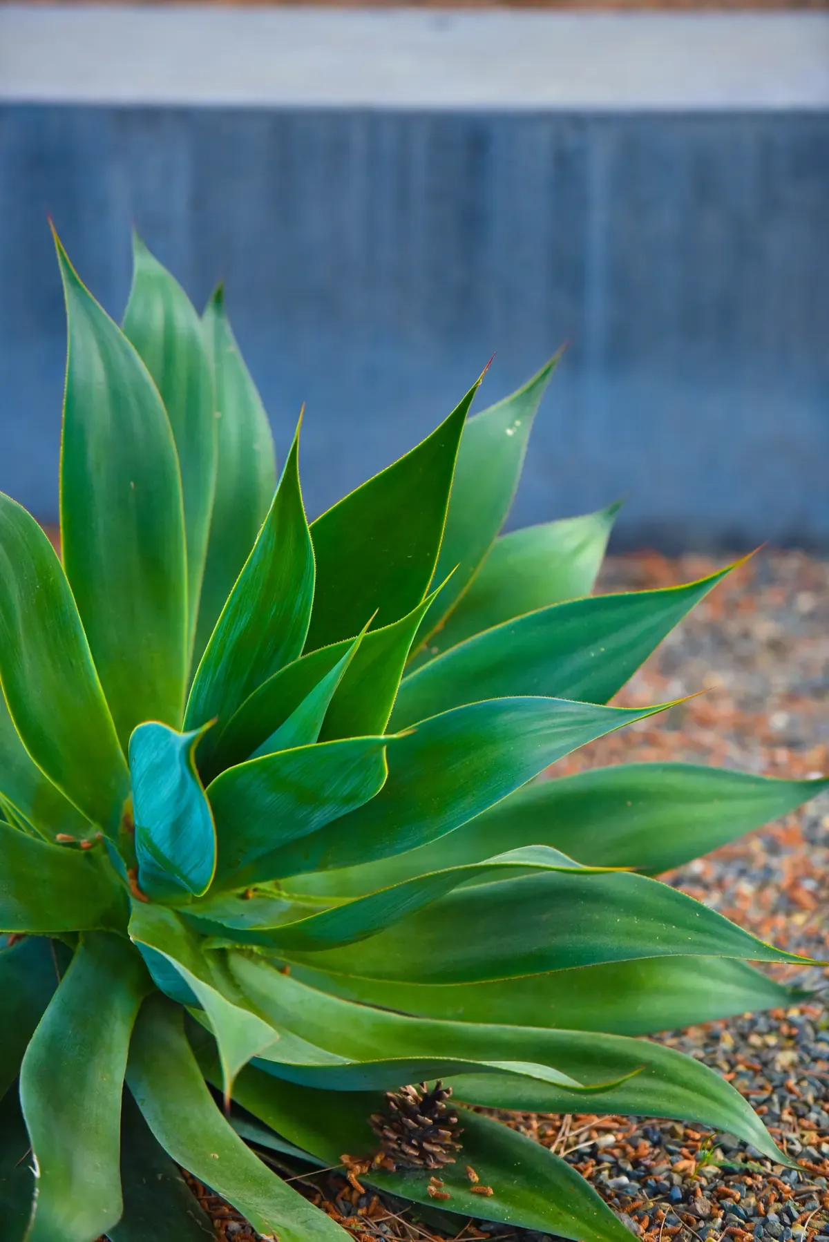 Agave in gravel against the blue-grey wall