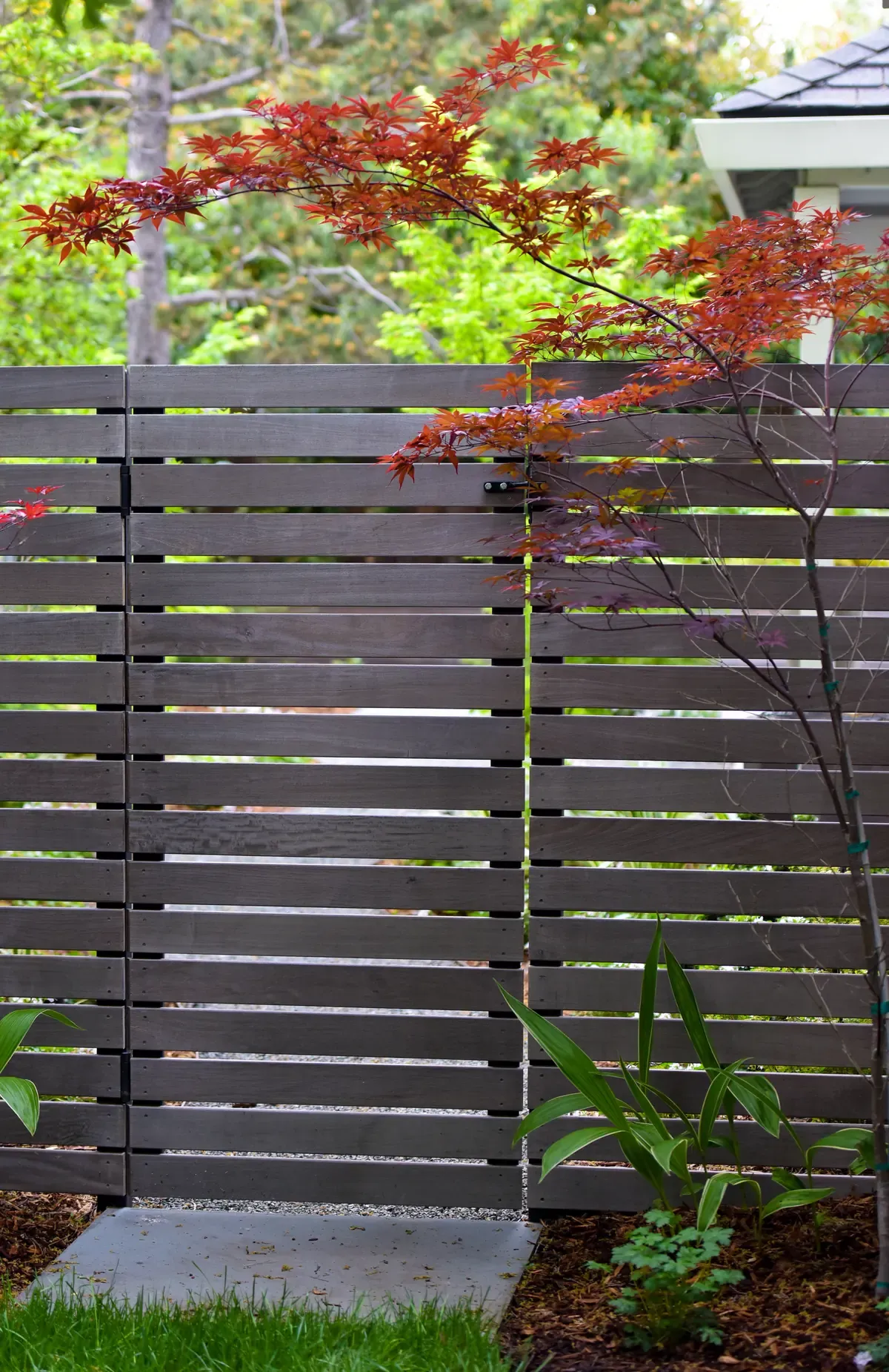 Timber screen with a maple against it, planting at the base