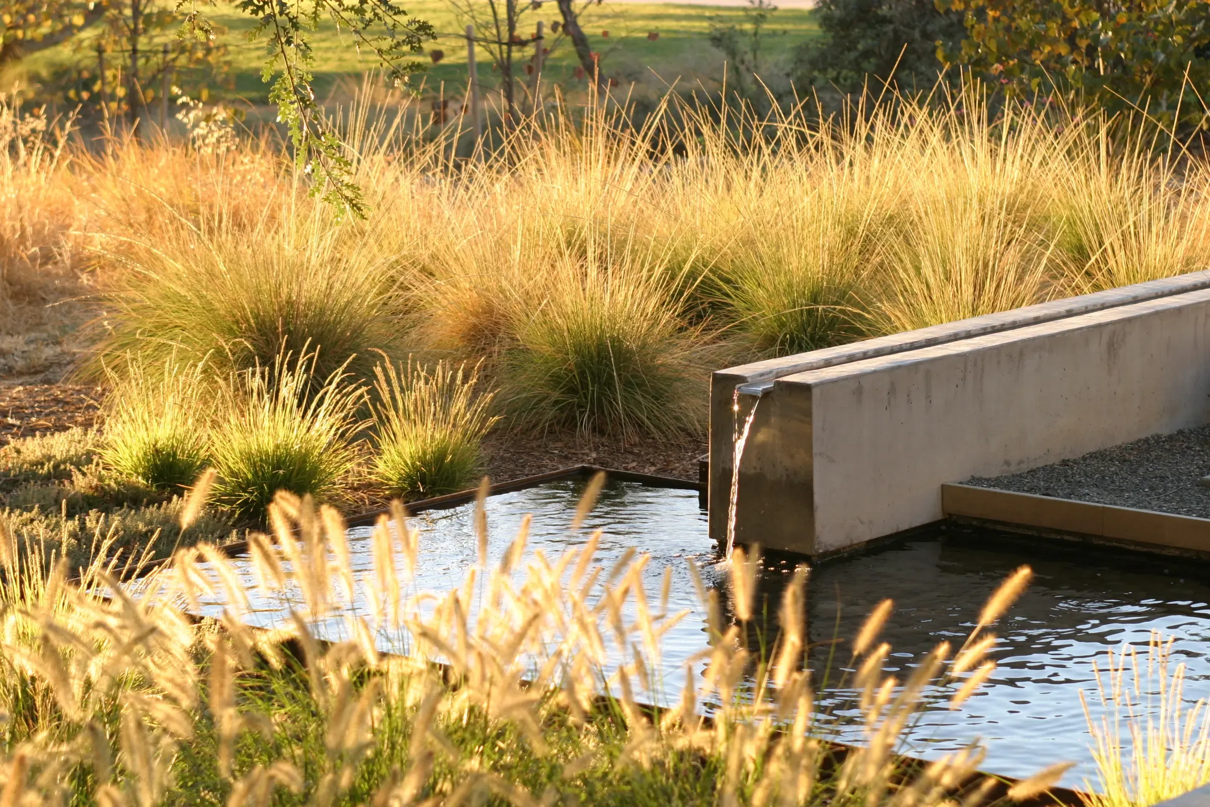 Concrete spillway discharging into the pond, fountain grasses crowding both banks