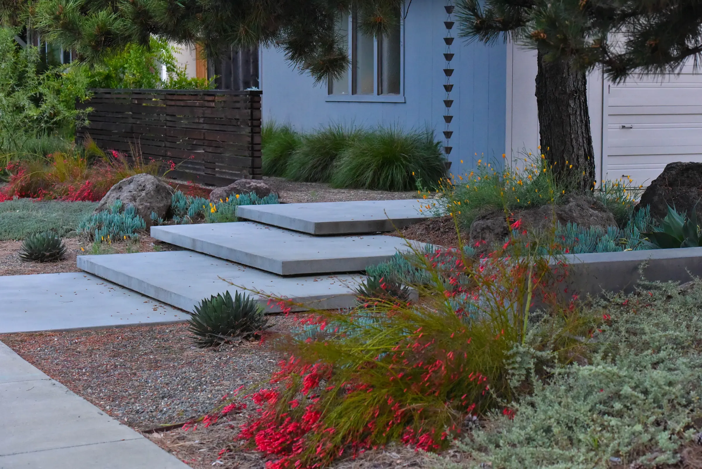 Floating concrete steps to the entry, red-flowering planting and agaves either side