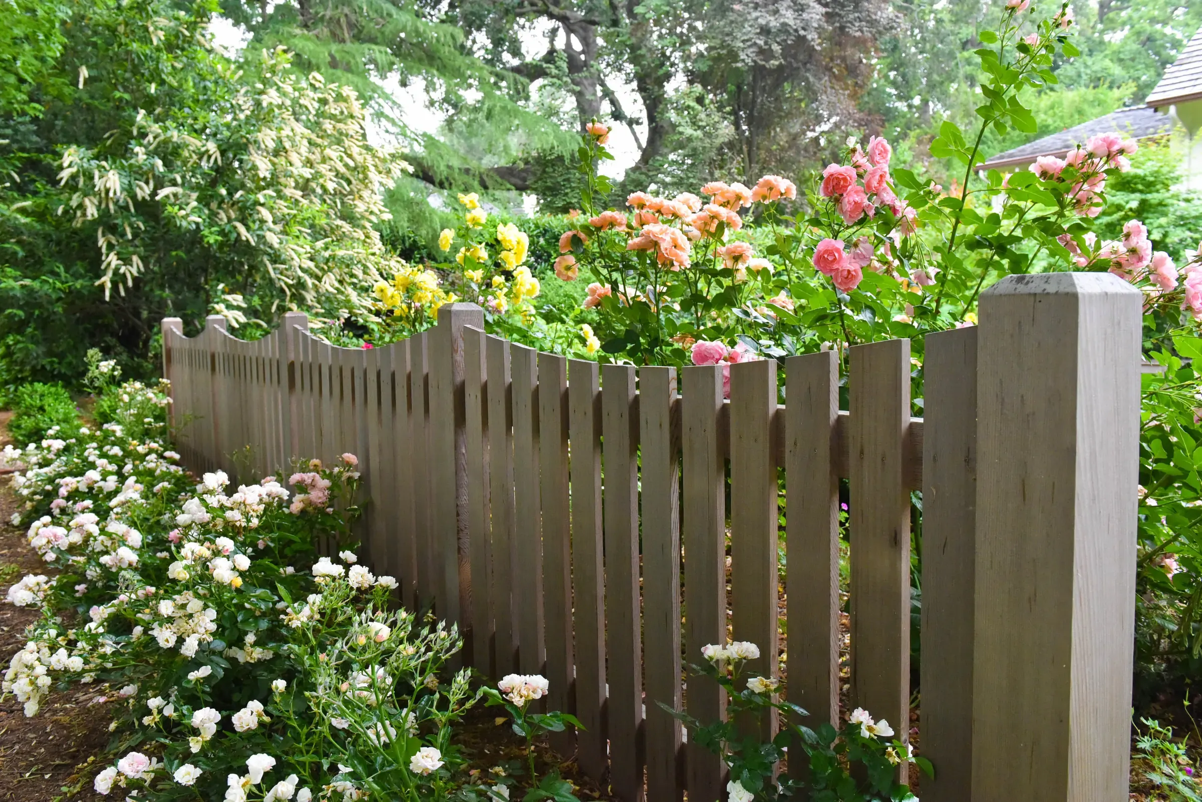 Roses in flower spilling over a grey picket fence