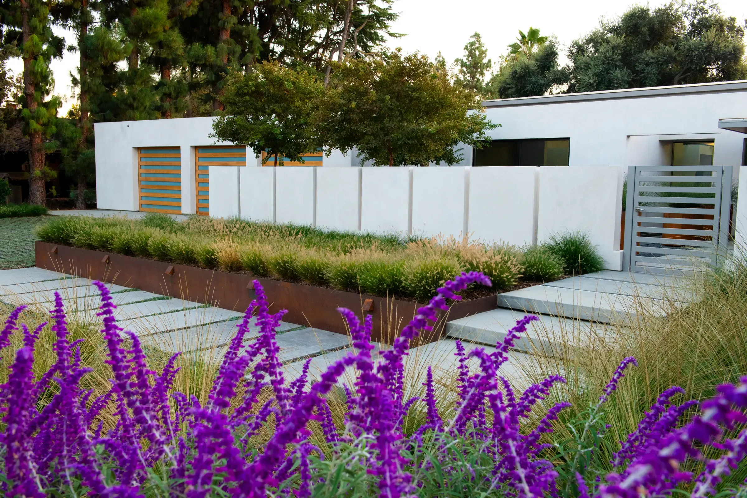 Mexican bush sage in flower along a weathering-steel planter, white walls and grasses behind