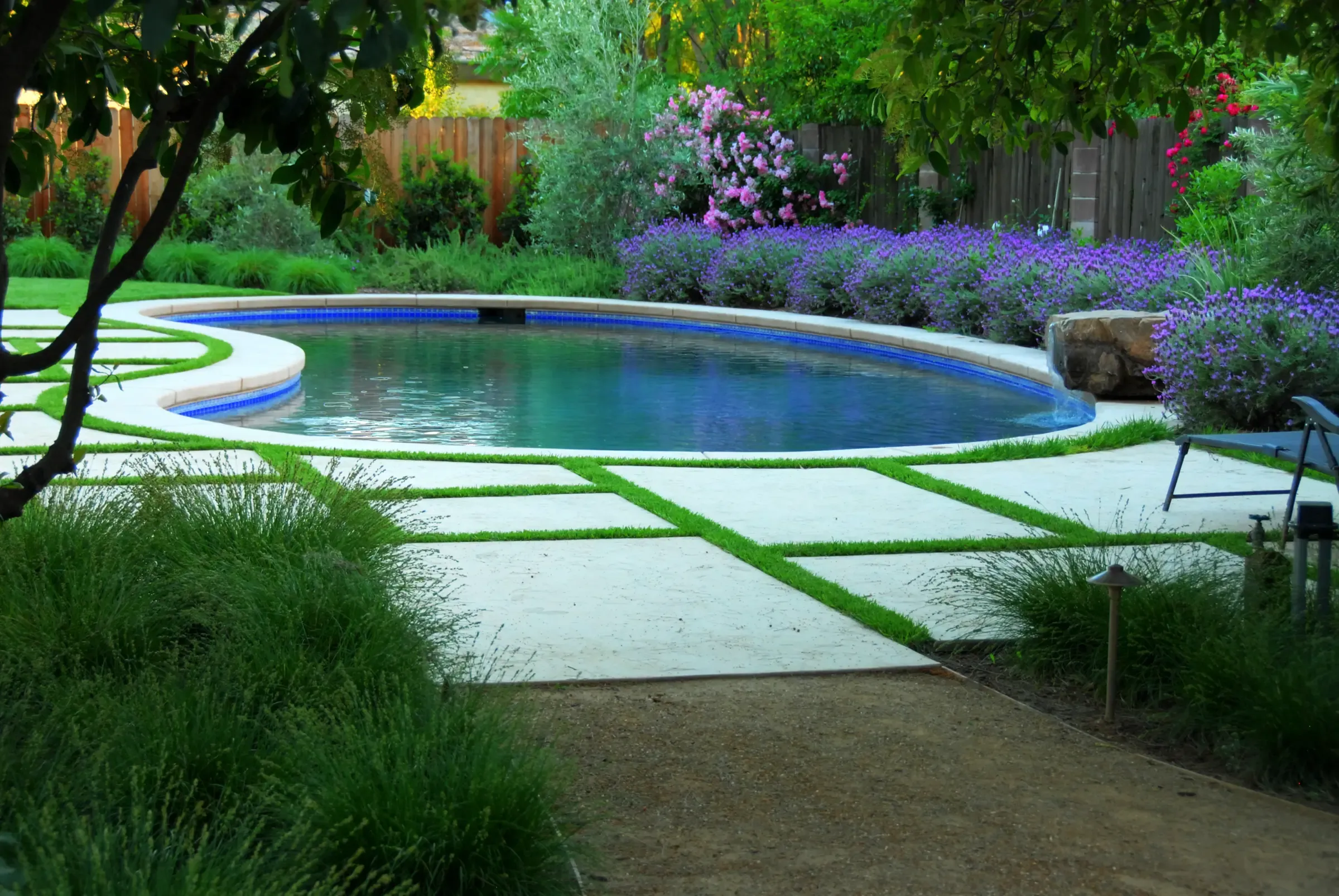 Curved pool edged with paving set in grass joints, lavender and roses along the fence